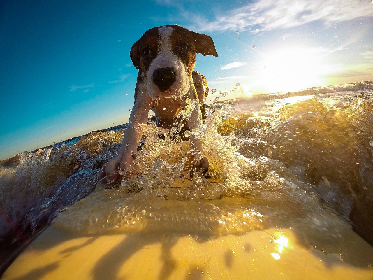 What are the best holiday destinations for adventure with pets?