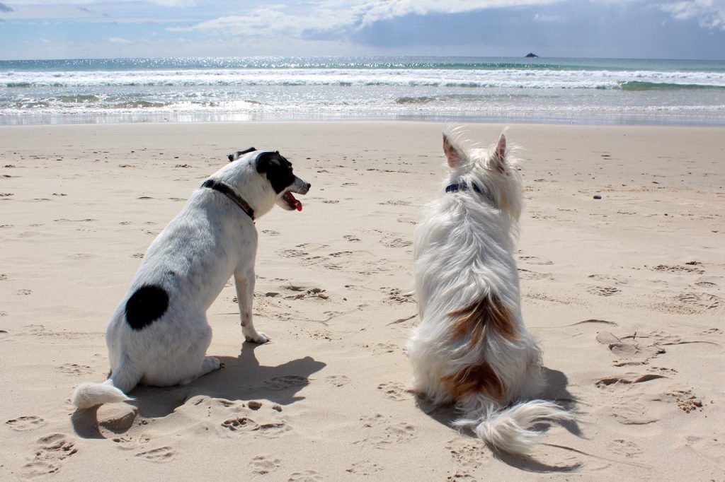 What are the best holiday destinations for adventure with pets?