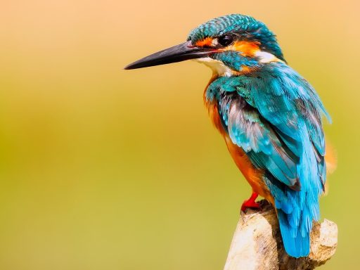 What are the best holiday destinations for birdwatching?