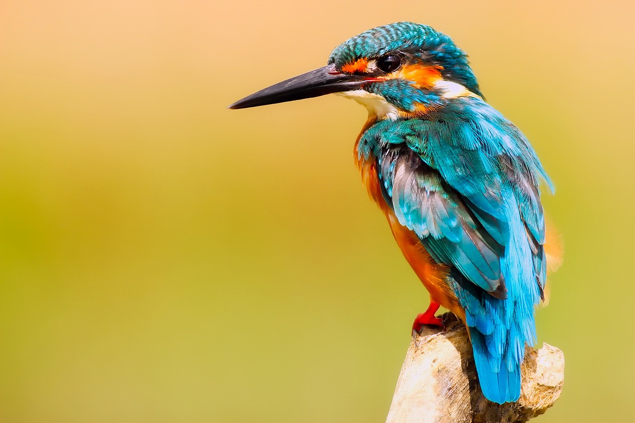 What are the best holiday destinations for birdwatching?